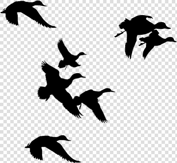 Flock Of Birds Clipart Branch Clip Art   Ducks Flying Silhouette Png  Transparent PngTransparent PNG