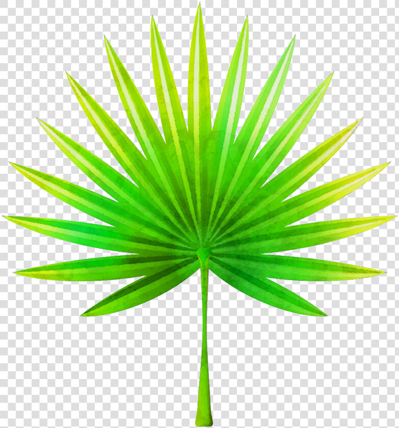 Hand Painted Fan Shaped Leaves Png Transparent   Transparent Background Palm Frond Clip Art  Png DownloadTransparent PNG