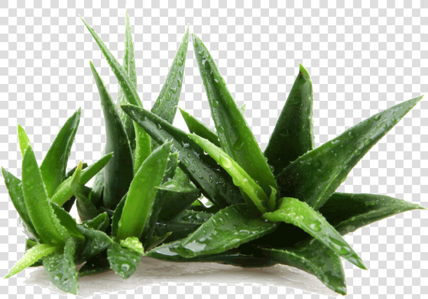 Large Aloe Vera Eatonslater   Parts Of Aloe Vera  HD Png DownloadTransparent PNG