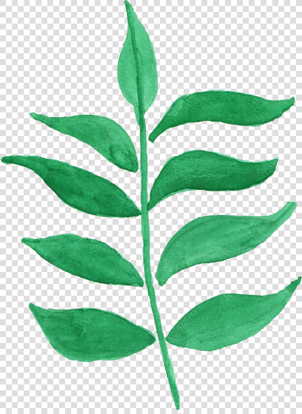 Ilex Decidua  HD Png DownloadTransparent PNG