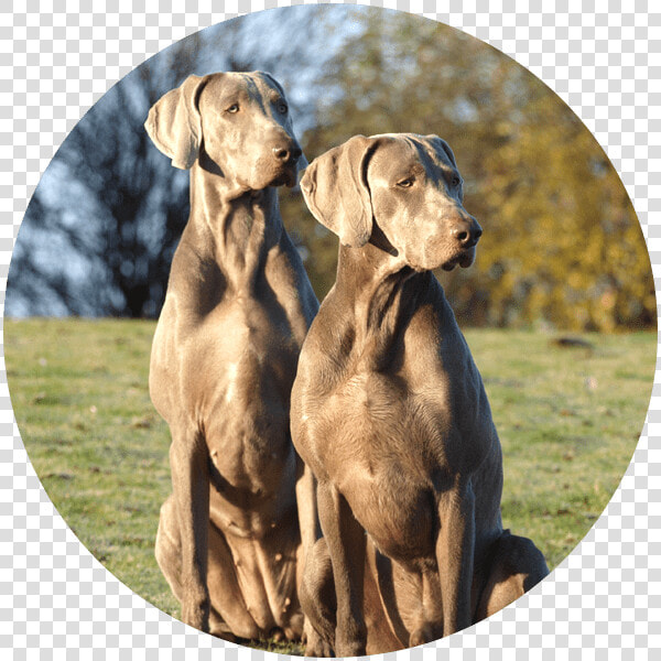 Icon   Vizsla  HD Png DownloadTransparent PNG