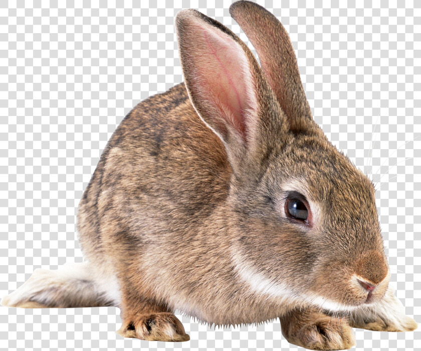 Gray Rabbit Png Image   European Rabbit Png  Transparent PngTransparent PNG