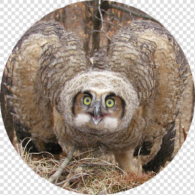 Transparent Great Horned Owl Png   Screech Owl  Png DownloadTransparent PNG