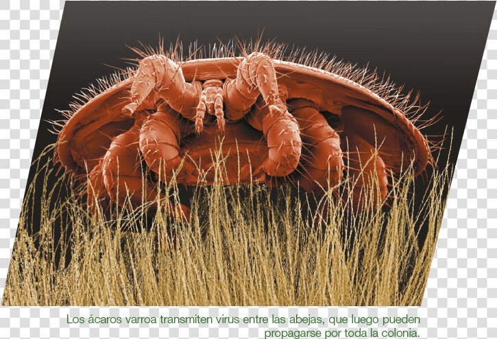 Varroa Milbe  HD Png DownloadTransparent PNG