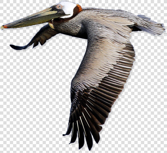 Download Pelican Free Png Image   Transparent Pelican  Png DownloadTransparent PNG