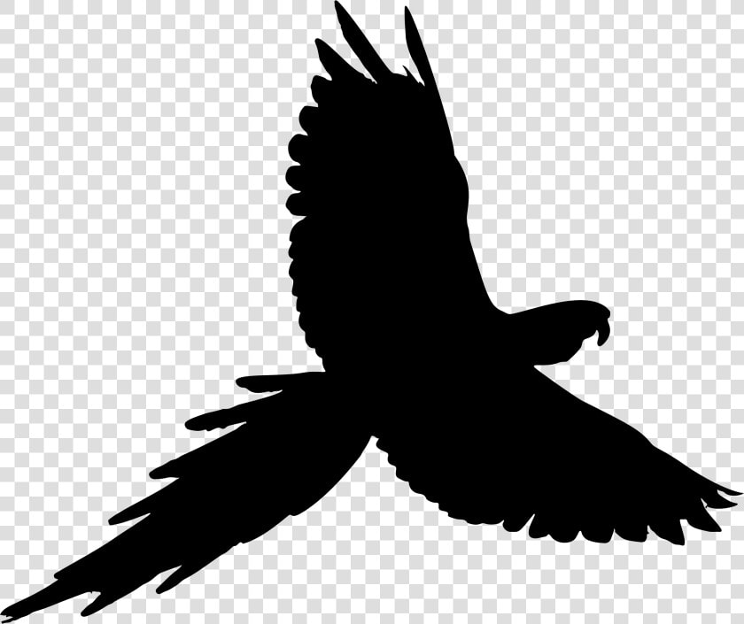 Parrot Bird Budgerigar Cockatiel Parakeet   Parrot Silhouette Clipart  HD Png DownloadTransparent PNG