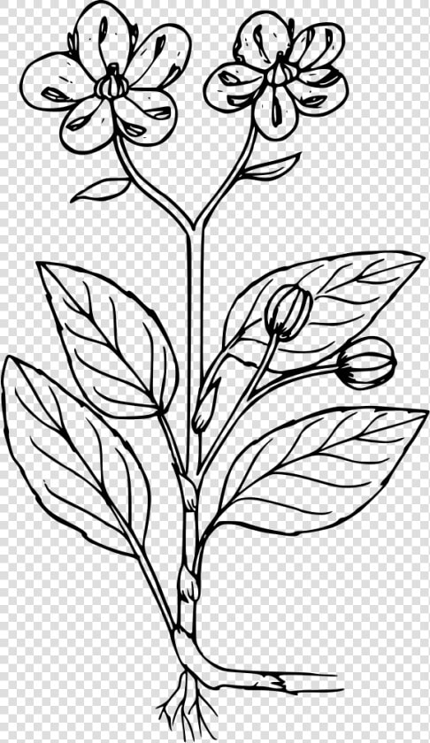 Little Prince S Pine   Flora De La Selva Para Colorear  HD Png DownloadTransparent PNG