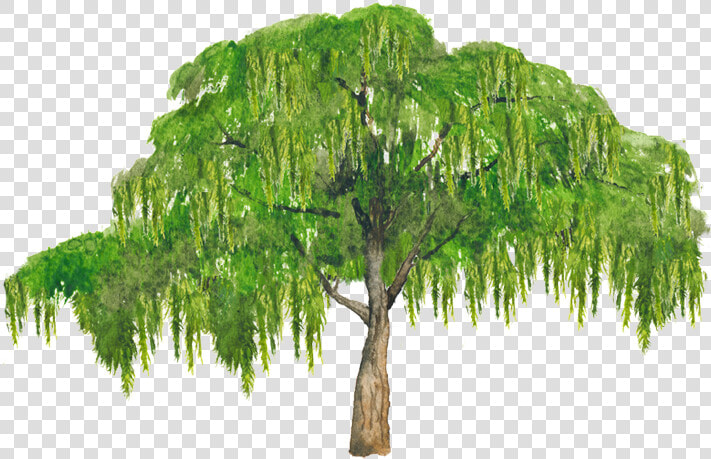 Thumb Image   Broad Leaved Tree  HD Png DownloadTransparent PNG