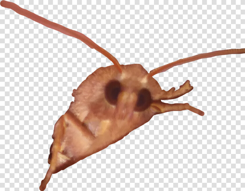  moth  lamp  meme   Transparent Moth Meme  HD Png DownloadTransparent PNG