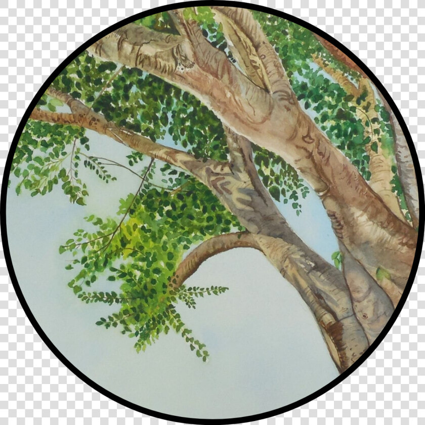 Peepal Tree Drawing  HD Png DownloadTransparent PNG