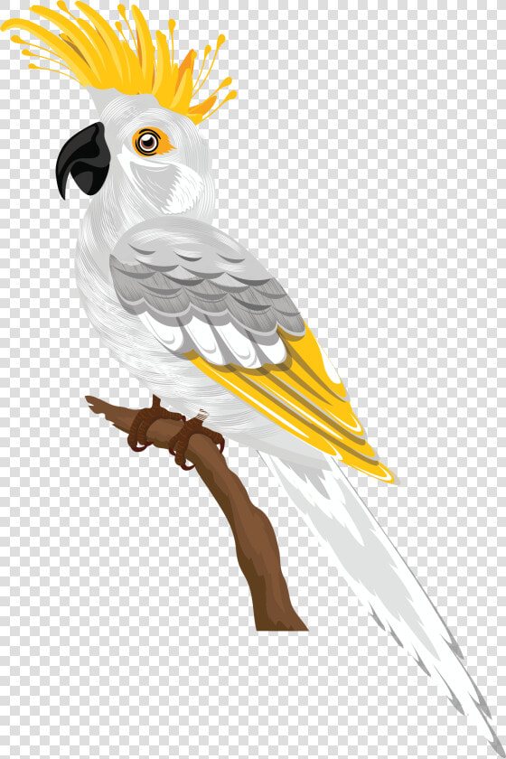 Bird Species Cartoon  HD Png DownloadTransparent PNG