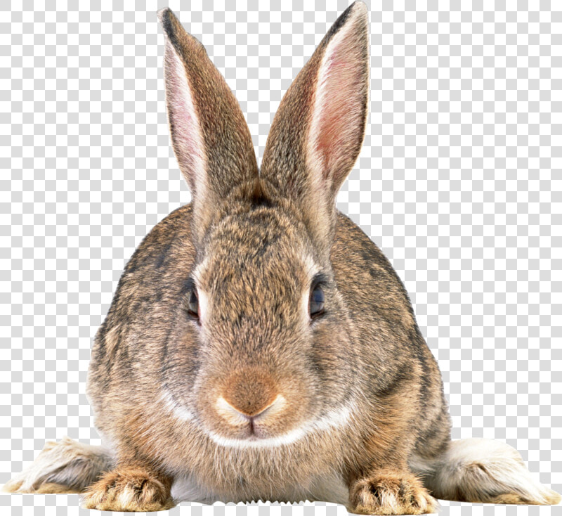 Rabbit Png Free Download   Rabbit Png  Transparent PngTransparent PNG