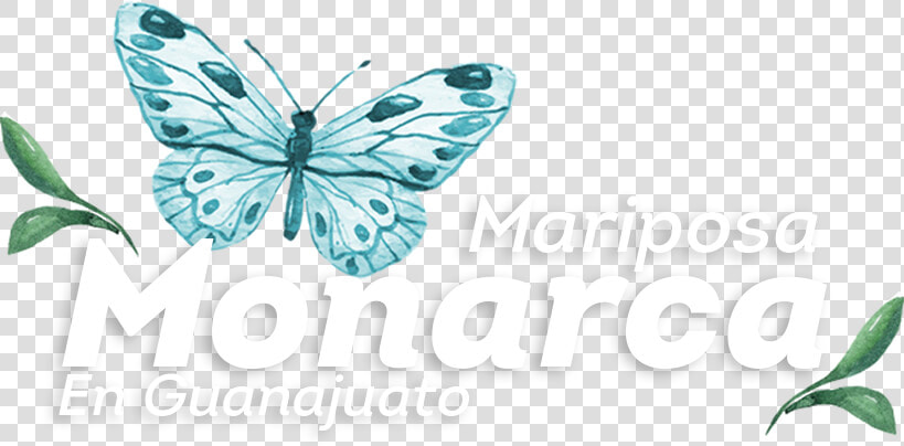 Borboletas Para Topo De Bolo  HD Png DownloadTransparent PNG