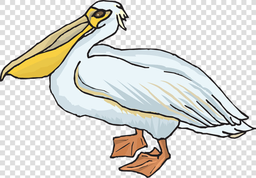 Pelican Png Transparent Images   Pelican Clipart Png  Png DownloadTransparent PNG