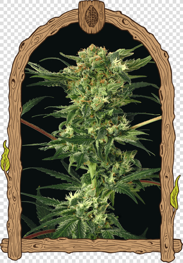 Devil Kush   Blue Monkey Exotic Seeds  HD Png DownloadTransparent PNG