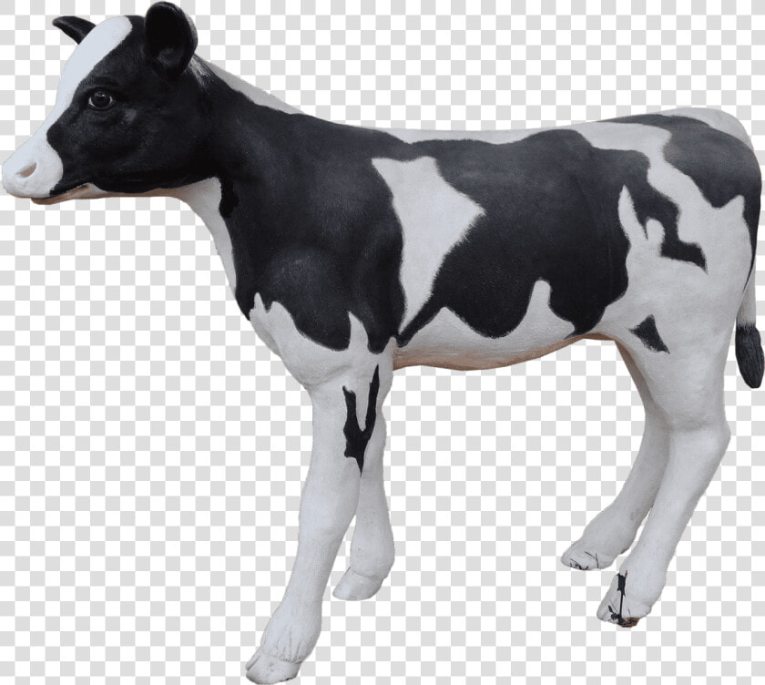 Cow Holstein Calf   Dairy Cow  HD Png DownloadTransparent PNG