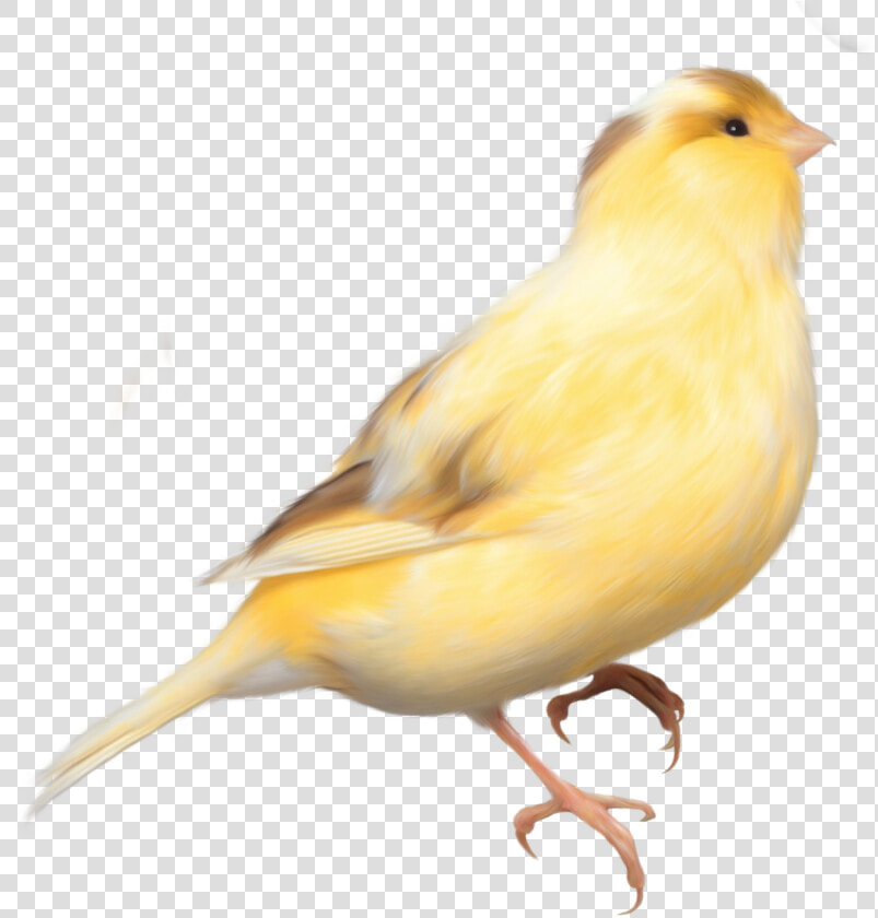 Domestic Canary Bird Parrot Finch   Yellow Bird Transparent Background  HD Png DownloadTransparent PNG