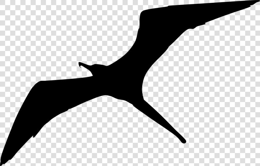 Make A Silhouette Clipart Panda   Frigate Bird Silhouette  HD Png DownloadTransparent PNG