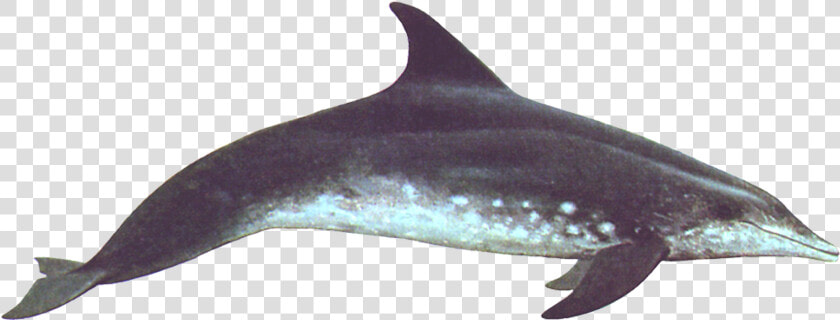 Rough toothed Dolphin   Rough Toothed Dolphin  HD Png DownloadTransparent PNG