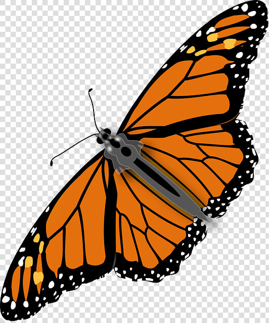 Should We Eat Bugs   Monarch Butterfly Transparent Background  HD Png DownloadTransparent PNG