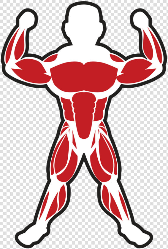 Muscles Clipart Skeletal Muscle   Skeletal Muscle Clip Art  HD Png DownloadTransparent PNG