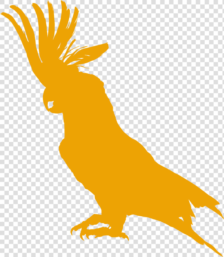 The Cockatoo Bar  amp  Restaurant   White Parrot Birds  HD Png DownloadTransparent PNG