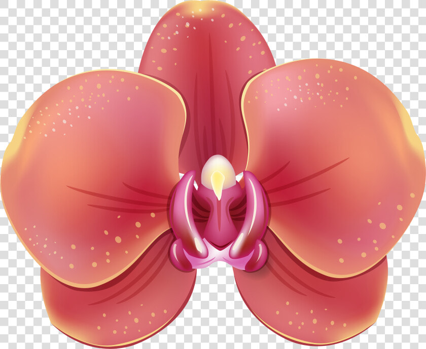 Orchids  HD Png DownloadTransparent PNG