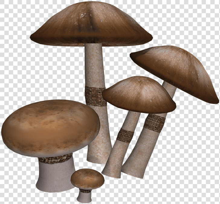 Mushrooms Collection   Imagenes De Setas Png  Transparent PngTransparent PNG