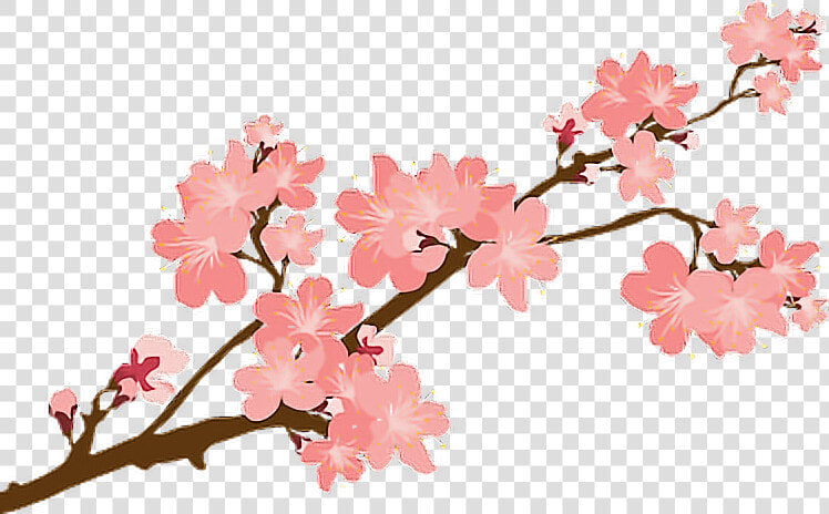  sakura  sakuras  flower  flowers  cherry  cherryblossoms   Japanese Cherry Blossom Png  Transparent PngTransparent PNG