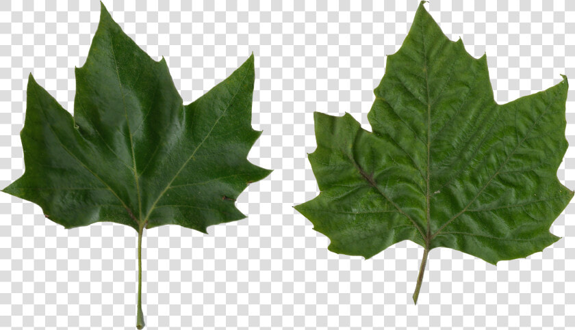 Platanus Scanned Leaves   Plane Tree Leaf Png  Transparent PngTransparent PNG