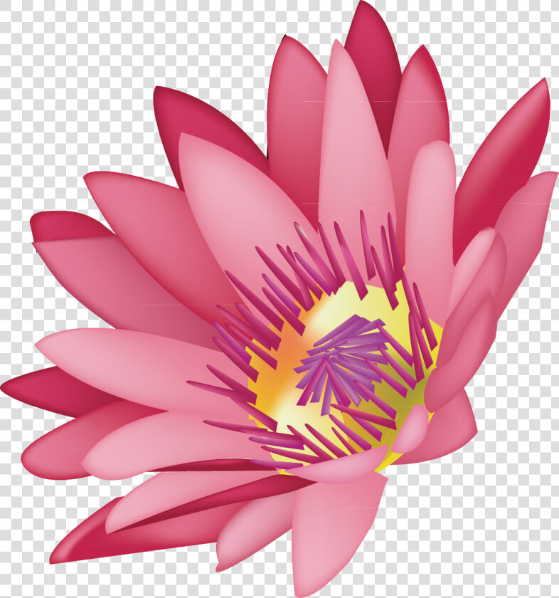 Transparent Water Lilies Png   Water Lily  Png DownloadTransparent PNG