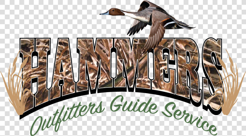 Hammers Outfitters Guide Service   Pintail  HD Png DownloadTransparent PNG