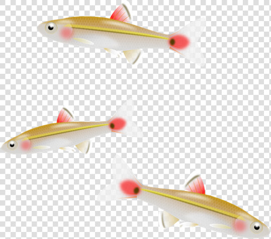 Minnow Clipart   Small Fish Png  Transparent PngTransparent PNG