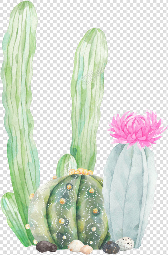 Transparent Cactus Vector Png   Transparent Background Cactus Clipart  Png DownloadTransparent PNG