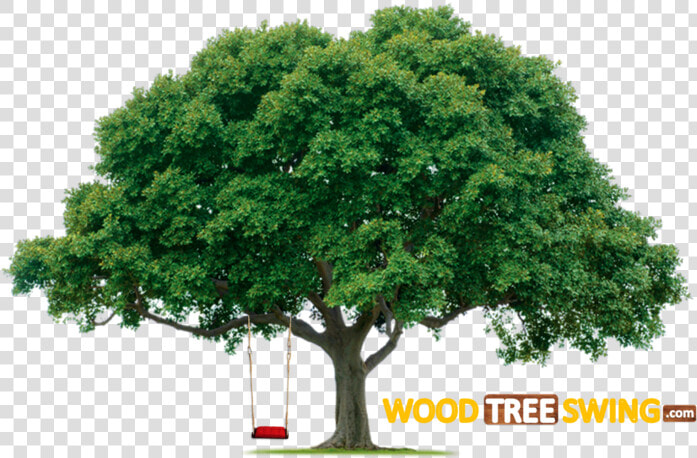 Oak Tree Transparent Background   Transparent Background Oak Tree Png  Png DownloadTransparent PNG