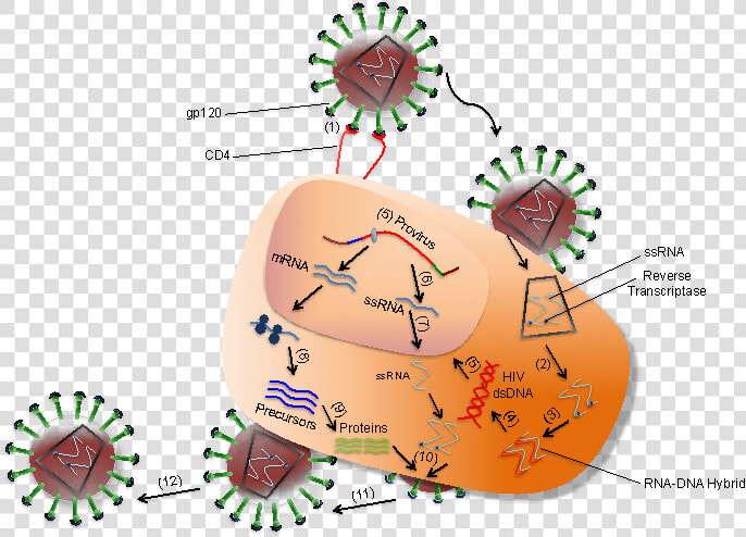 Interaction Between Hiv And Coreceptors Of A T Cell   Hiv In The Immune System  HD Png DownloadTransparent PNG