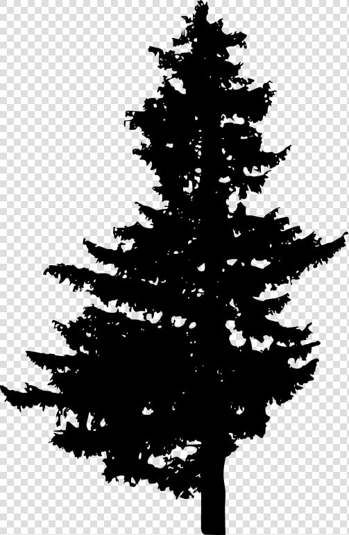 Evergreen Branch Png  Transparent PngTransparent PNG