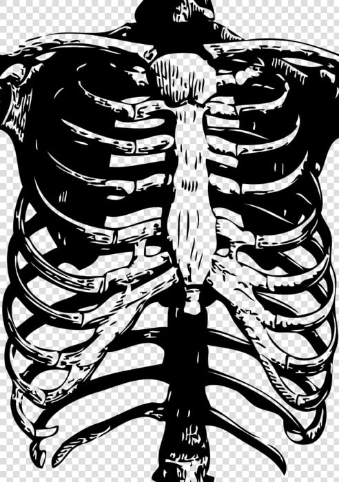 Skeleton Rib Cage Print  HD Png DownloadTransparent PNG