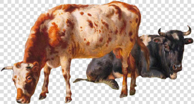 Cattle Vector Grazing Cow   Cows Png  Transparent PngTransparent PNG