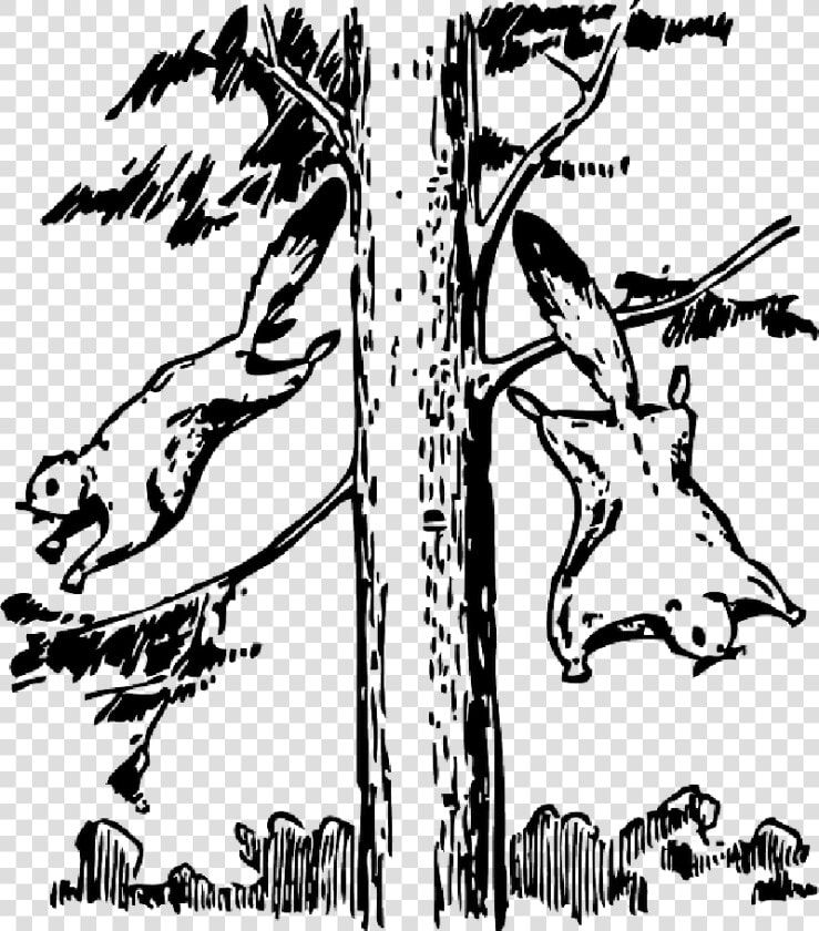 Animals  Outline  Tree  Cartoon  Flying  Squirrel   Flying Squirrel Clipart Black And White  HD Png DownloadTransparent PNG