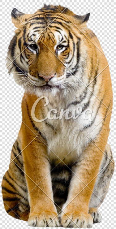 Sitting Tiger Transparent Image   Tiger Full Body Sitting  HD Png DownloadTransparent PNG