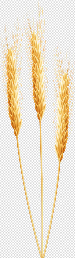 Grain Clip Art   Wheat Clipart Png  Transparent PngTransparent PNG