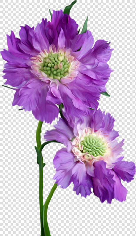 Asters Flowers Png Image File   Happy Monday  Transparent PngTransparent PNG