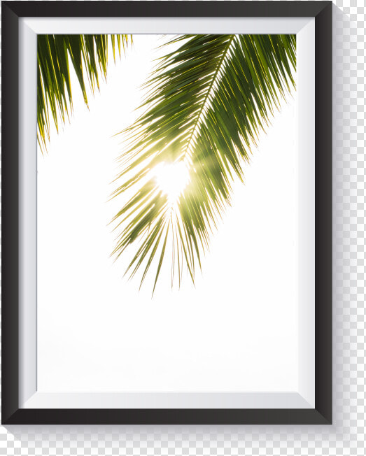 Scandi Light Leak Palm Frond Minimal Nordic Print   Sabal Minor  HD Png DownloadTransparent PNG