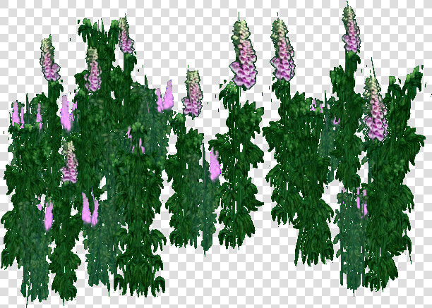 Foxglove   Delphinium  HD Png DownloadTransparent PNG