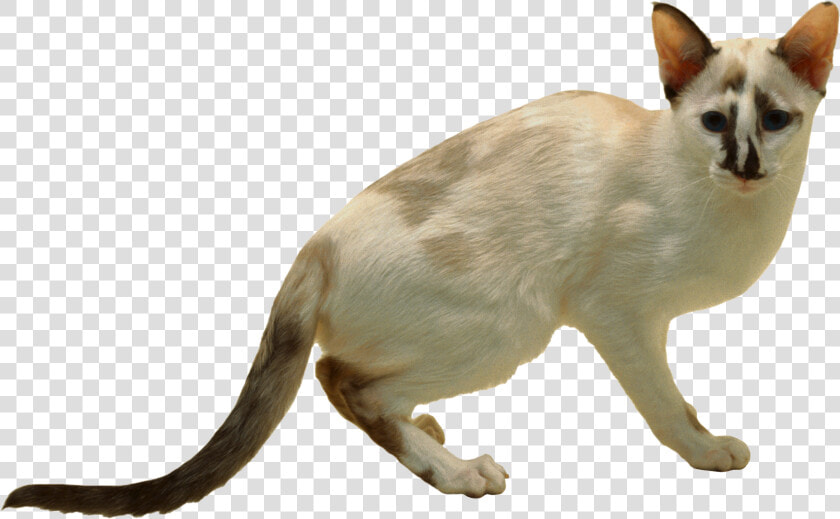 Cat Png   Siamese  Transparent PngTransparent PNG