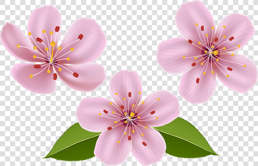 Spring Clip Art Image Transparent Background   Flowers Clip Art No Background  HD Png DownloadTransparent PNG