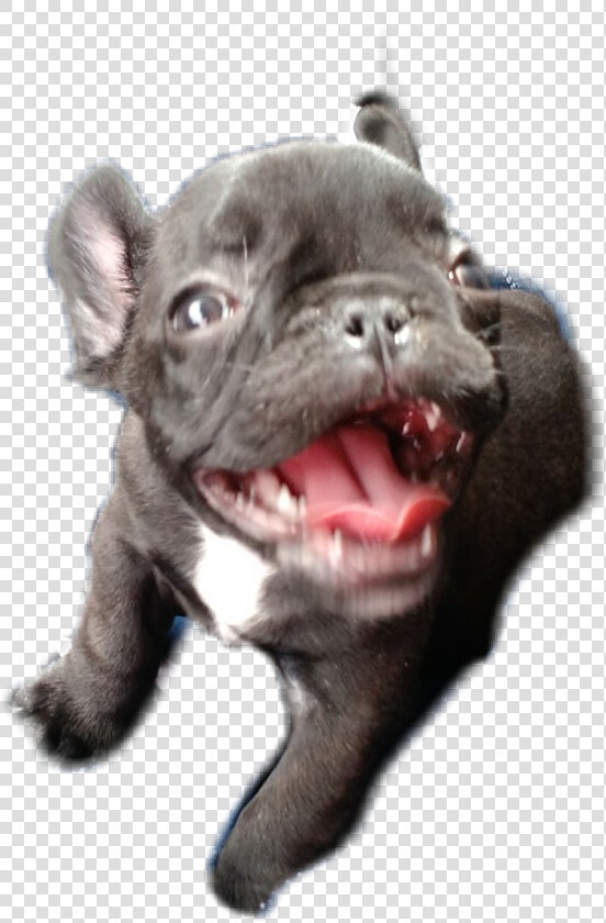  mw3   French Bulldog  HD Png DownloadTransparent PNG