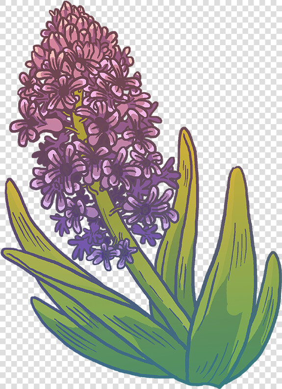 Hyacinth  HD Png DownloadTransparent PNG