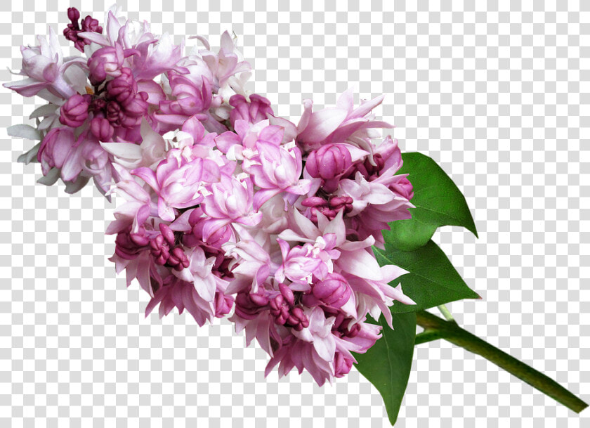 Clip Art Lilac Flower Bouquet   Люляк Png  Transparent PngTransparent PNG